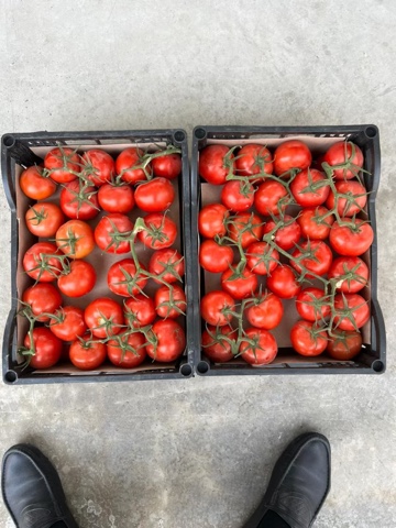 Фото 2. Продажа оптом помидоров, томатов из Туркменистана на экспорт по выгодным ценам