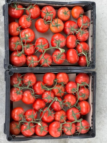 Фото 4. Продажа оптом помидоров, томатов из Туркменистана на экспорт по выгодным ценам