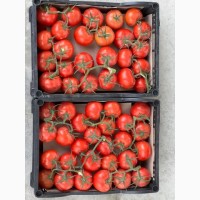 Продажа оптом помидоров, томатов из Туркменистана на экспорт по выгодным ценам