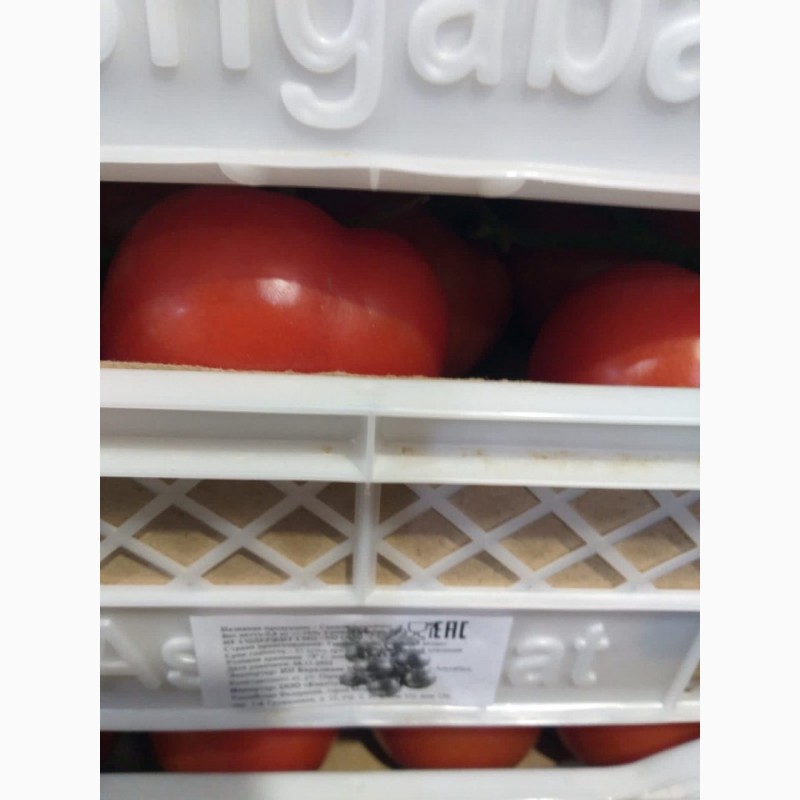 Фото 5. Продажа оптом помидоров, томатов из Туркменистана на экспорт по выгодным ценам