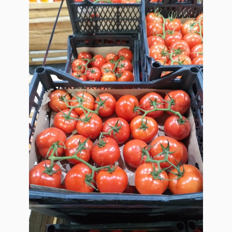 Фото 6. Продажа оптом помидоров, томатов из Туркменистана на экспорт по выгодным ценам