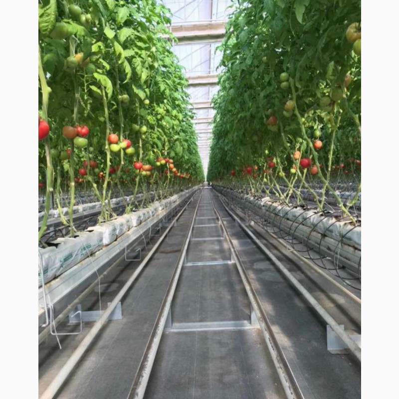 Фото 8. Продажа оптом помидоров, томатов из Туркменистана на экспорт по выгодным ценам