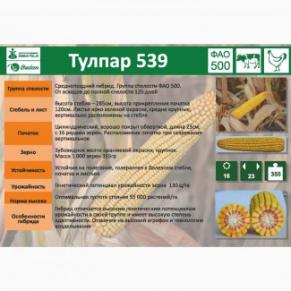Семена кукурузы Тулпар-539