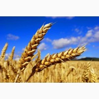 Продаём пшеницу 5 класс пророст до 80%