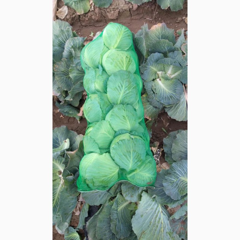 Фото 3. Продам молодую и пекинскую капусту от производителя с Узбекистана