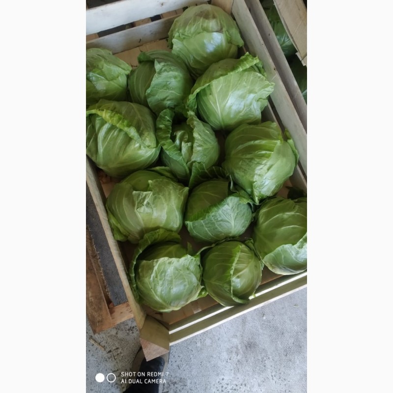 Фото 6. Продам молодую и пекинскую капусту от производителя с Узбекистана
