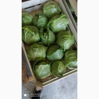 Продам молодую и пекинскую капусту от производителя с Узбекистана