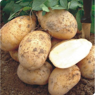 Продам семенной картофель Оптом (Урожай 2019)