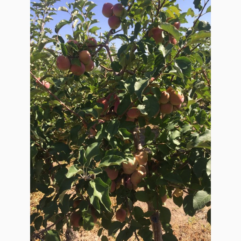 Фото 5. Яблоки с собственных садов