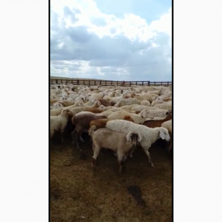 Продаются овцы, бараны породы Байыс