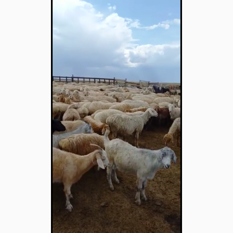 Фото 2. Продаются овцы, бараны породы Байыс