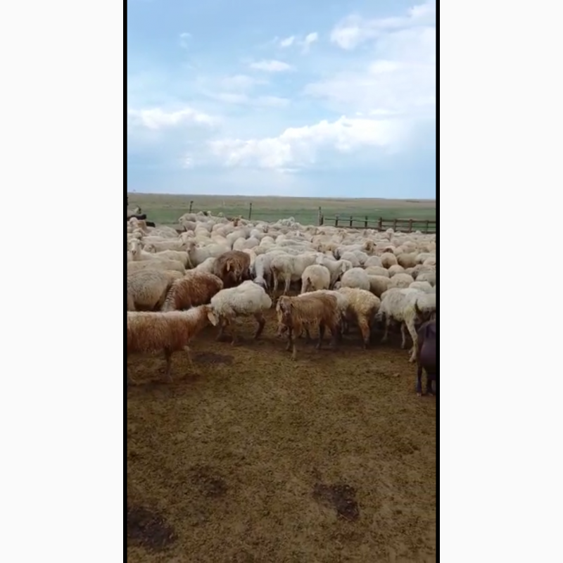 Фото 3. Продаются овцы, бараны породы Байыс