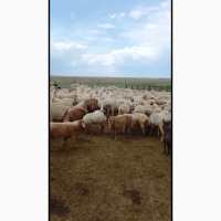 Продаются овцы, бараны породы Байыс
