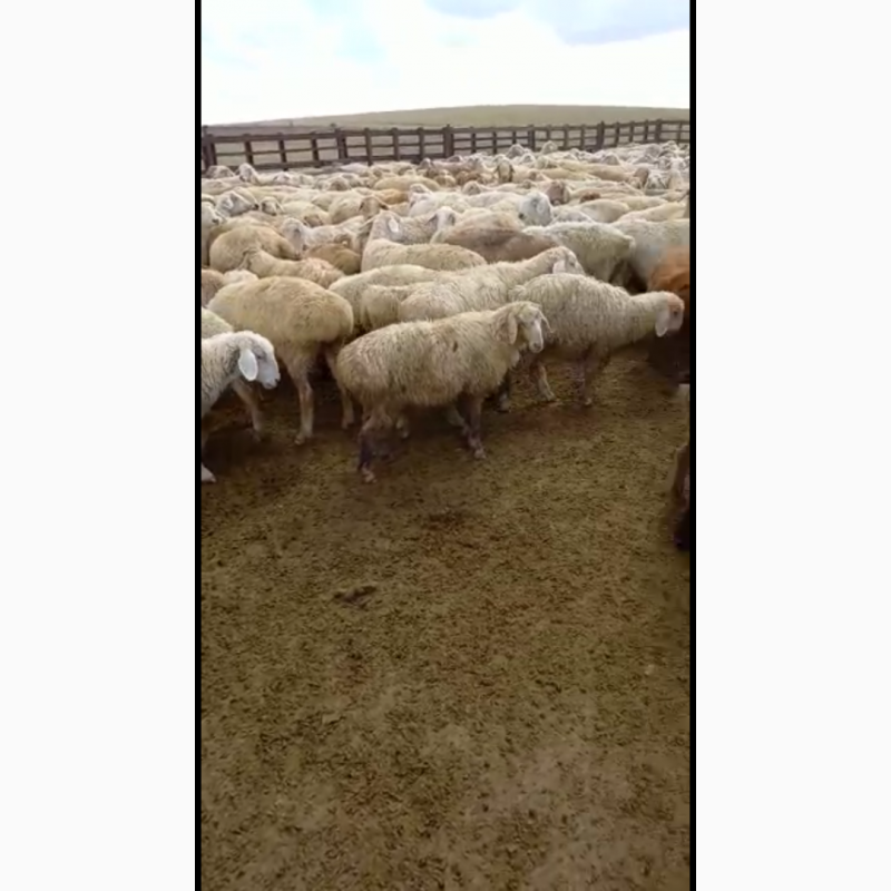 Фото 4. Продаются овцы, бараны породы Байыс