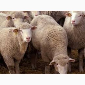 Продам козы овцы