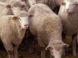 Продам козы овцы