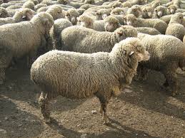 Фото 2. Продам козы овцы