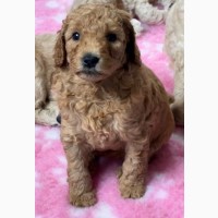 Adorable Miniature Goldendoodle pups ready to go today