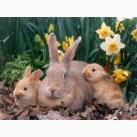 Комбикорм-концентрат для молодняка кроликов (30-150 дней), Премиум