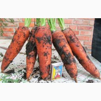 Продам морковь товарную оптом