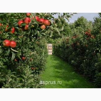 Яблоки с сада оптом Золотой превосход