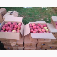 Продаю яблоки Иссык Кульские, сорт Рашида, в данный момент в Алматы