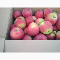 Продаю яблоки Иссык Кульские, сорт Рашида, в данный момент в Алматы