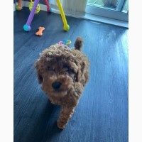 Gorgeous Miniature Goldendoodle Puppy - Girl