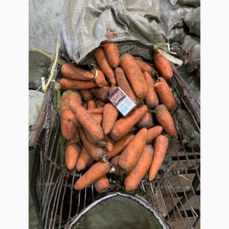 Морковь оптом сорт Каскад, Абак, Стартер, болтекс