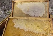 Продаю рамки пчеловодные сушь и маломедные дадан 500 шт., рутовские 500 шт