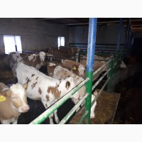 Поставка скота из России