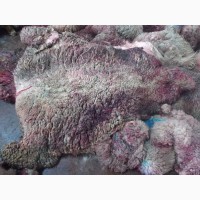Продаем шкуры мокросоленые овец мериноса напрямую от бойни овец Испании