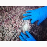 Продаем шкуры мокросоленые овец мериноса напрямую от бойни овец Испании