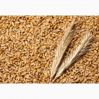 Продаем пшеницу 3 и 4 класса с элеваторов по расписке