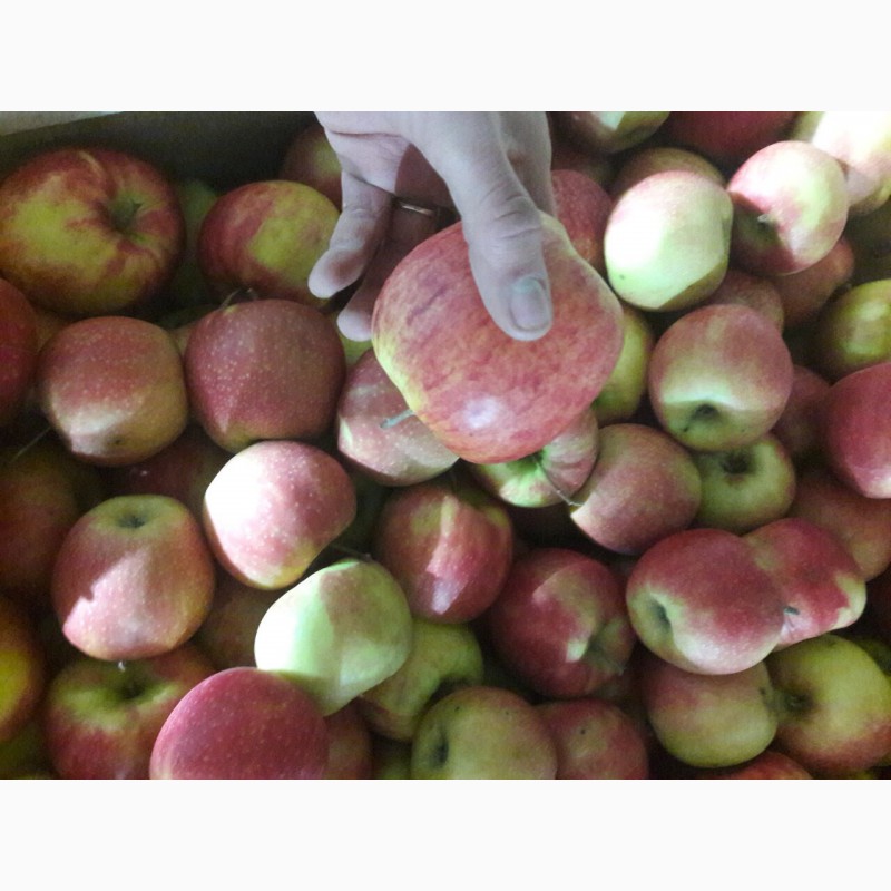 Фото 3. Предлагаем яблоки с холодильника