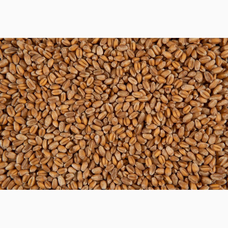 Продам пшеницу — Agro-Kazakhstan