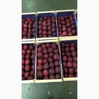 Продам украинские яблоки