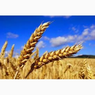 Продаем пшеницу твердых/мягких сортов, 1-4 класса