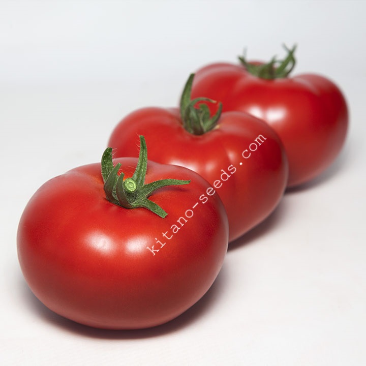 Фото 3. Семена красного индетерминантного томата KS 301 F1