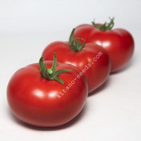Семена красного индетерминантного томата KS 301 F1