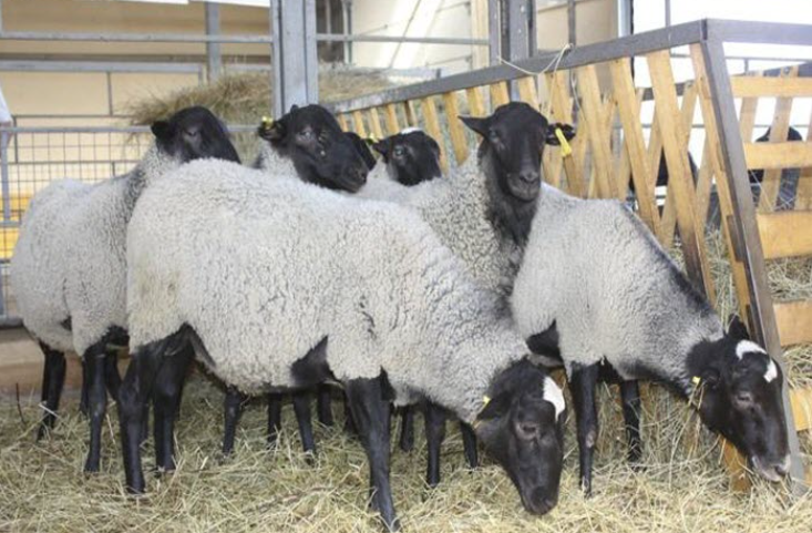 Предоставляем на експорт с Украины - МРС (овцы, ягнята) живой вес