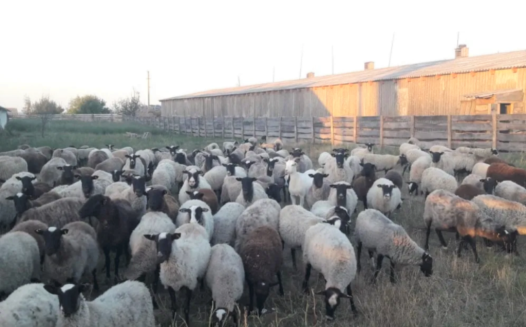 Фото 3. Предоставляем на експорт с Украины - МРС (овцы, ягнята) живой вес