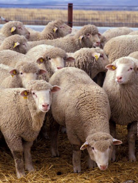 Фото 4. Предоставляем на експорт с Украины - МРС (овцы, ягнята) живой вес