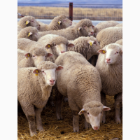 Предоставляем на експорт с Украины - МРС (овцы, ягнята) живой вес