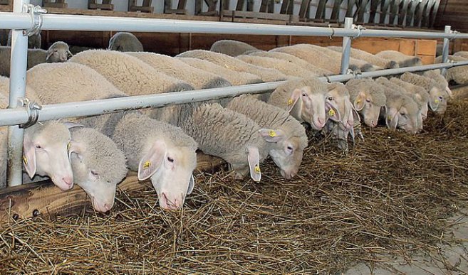 Фото 5. Предоставляем на експорт с Украины - МРС (овцы, ягнята) живой вес