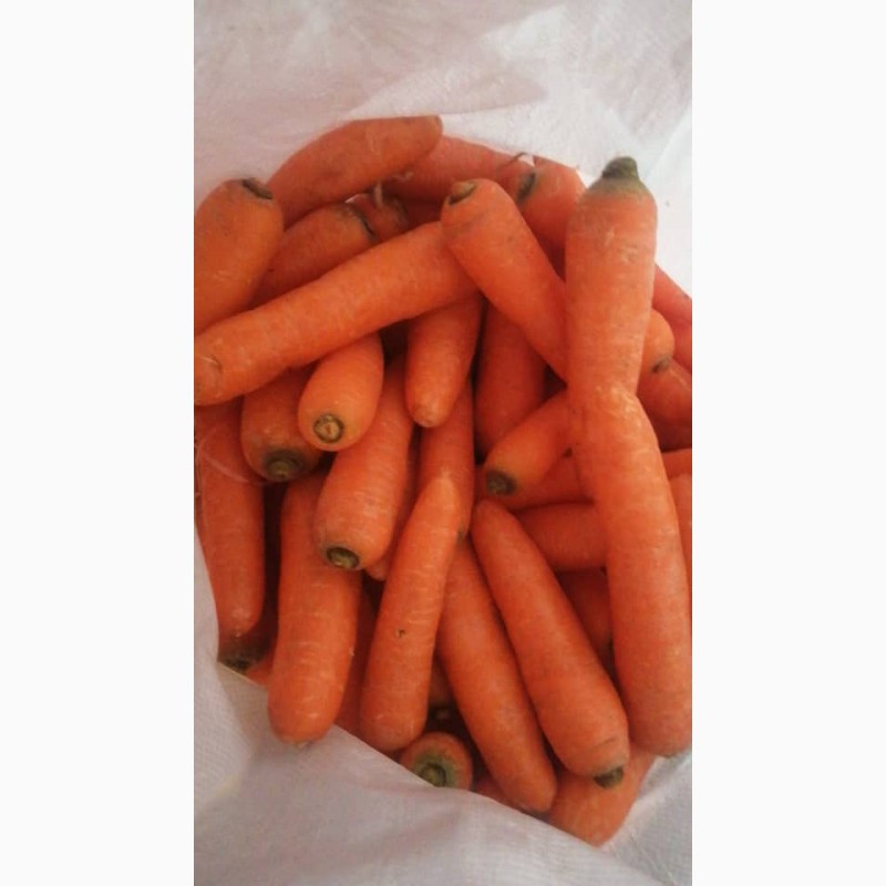Фото 2. Морковь по оптовым ценам из Кыргызстана мытый и не мытый