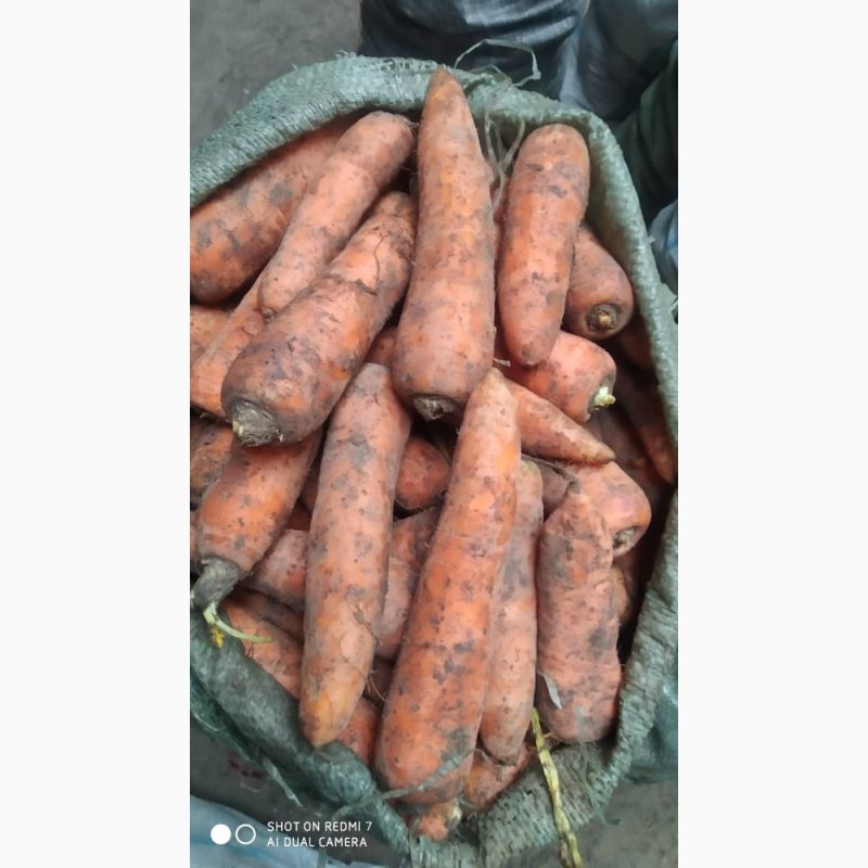 Фото 4. Морковь по оптовым ценам из Кыргызстана мытый и не мытый