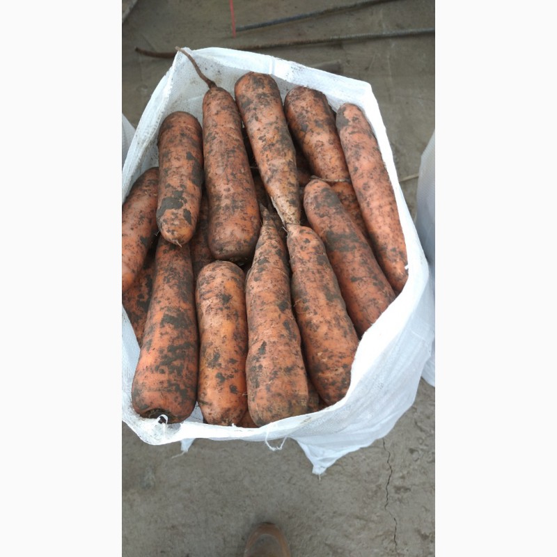 Фото 5. Морковь по оптовым ценам из Кыргызстана мытый и не мытый